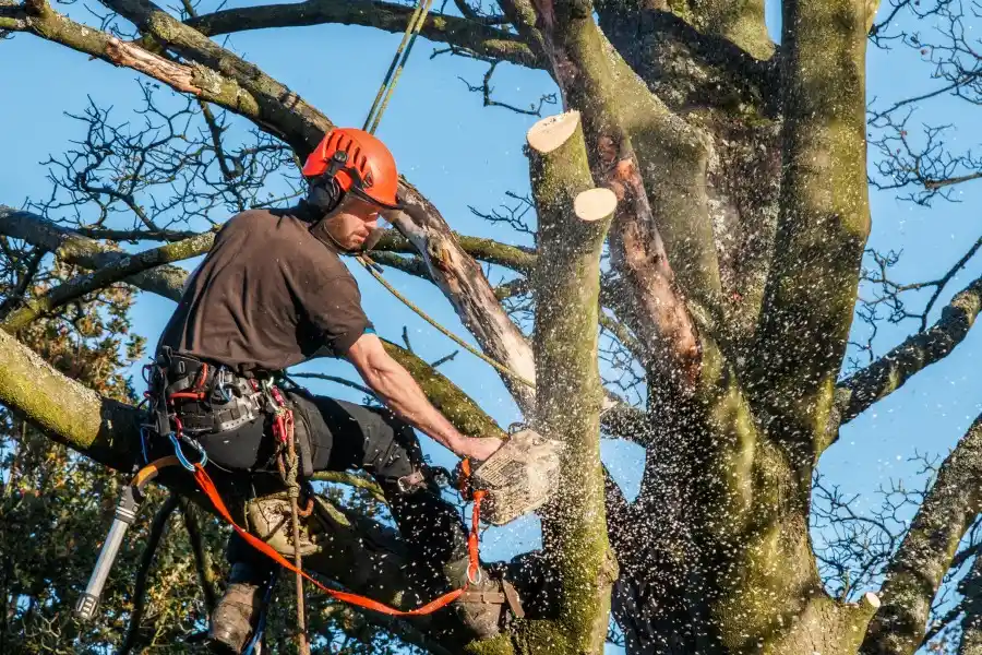 Tree Cutting
